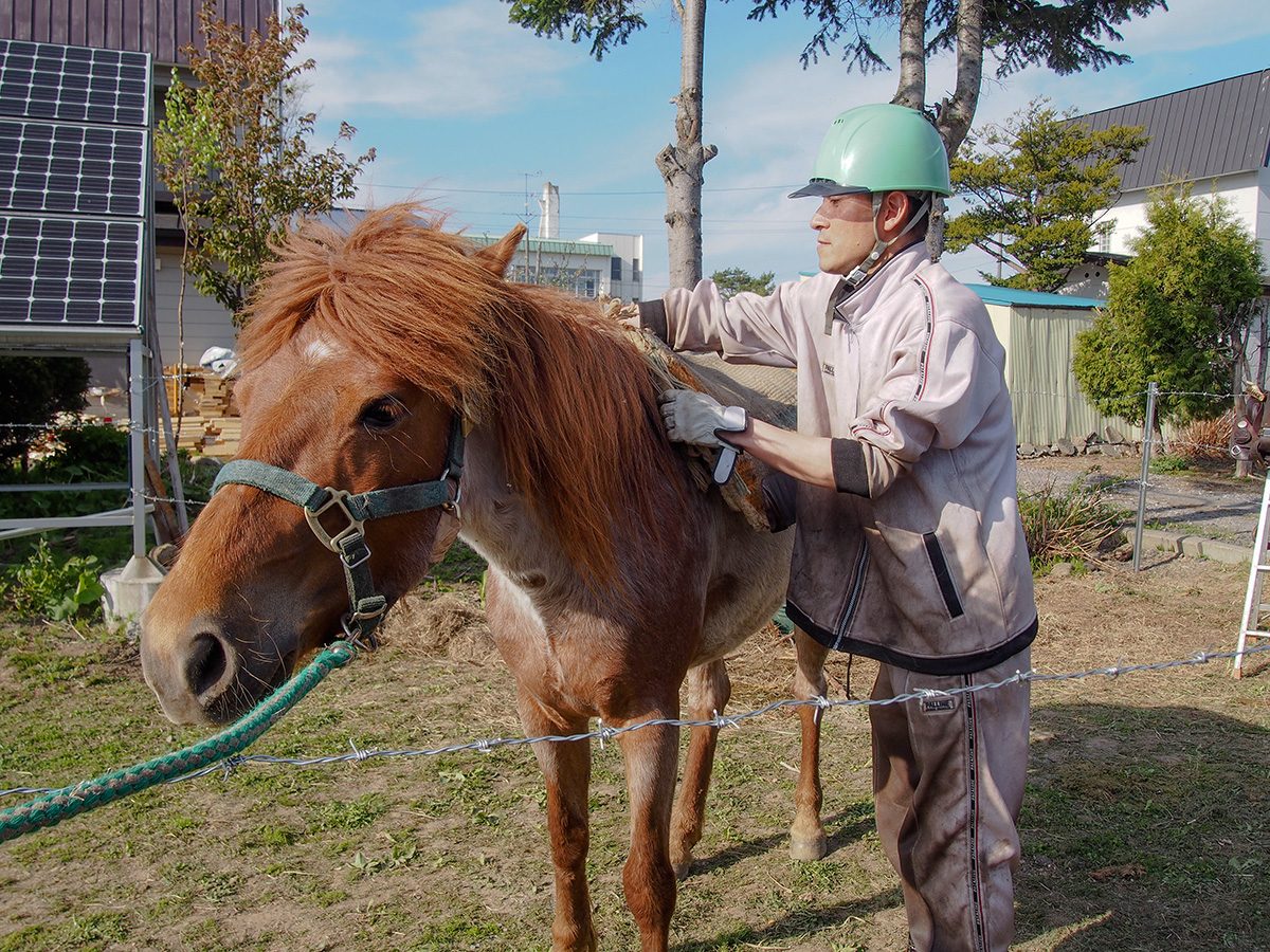 ドサンコとの暮らし